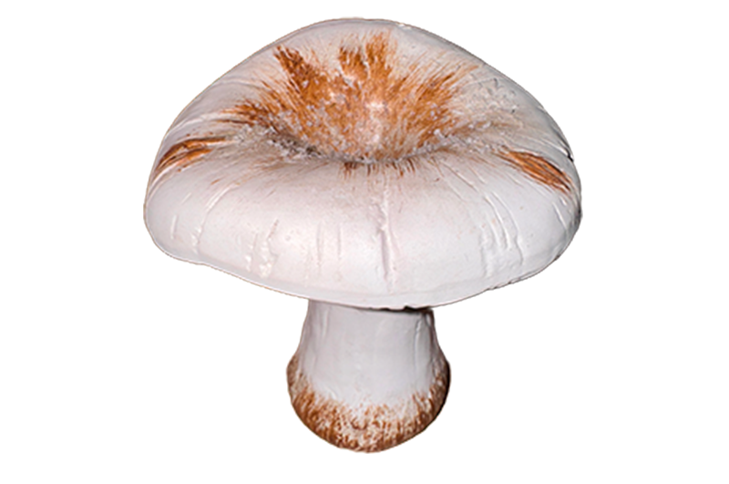 Pilze